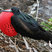 Great Frigatebird